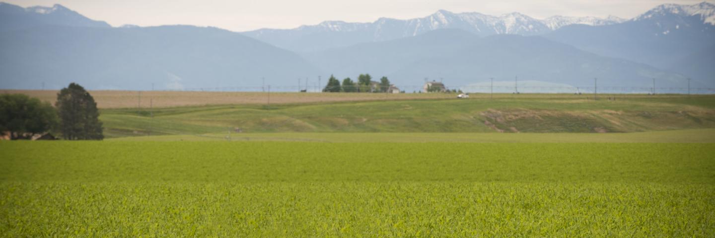 Gallatin Valley cover crop in Spring with snow-covered mountains in the background