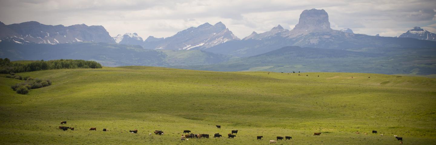 Cattle graze on rangeland in Glacier County, Montana. Chief Mountain is visible in the distance.