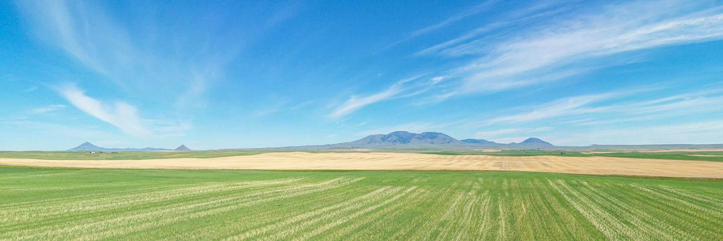 View of distant Sweetgrass Hills with cropland in the foreground, Liberty County, Montana