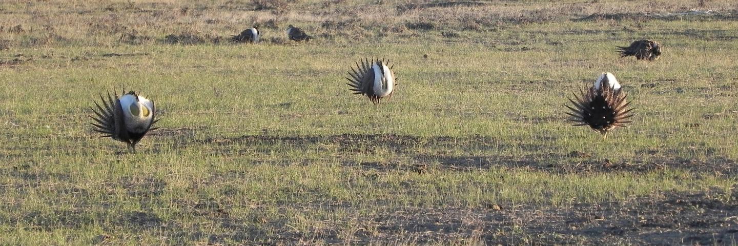 Sage grouse display on a lek in Musselshell County, Montana