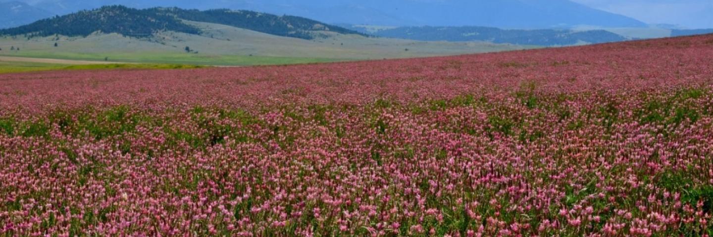 Field of Sainfoin blooming pink with mountains in the distance, Park County, Montana