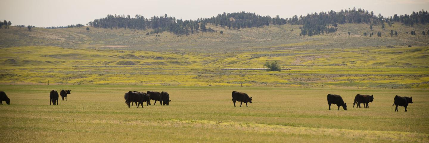cows graze flat rangeland with forested hills behind, Petroleum County, Montana