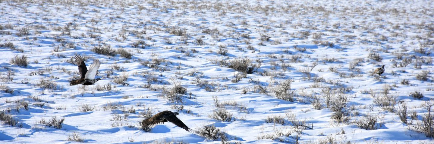Sage grouse fly over snow-covered sagebrush steppe in Phillips County, Montana