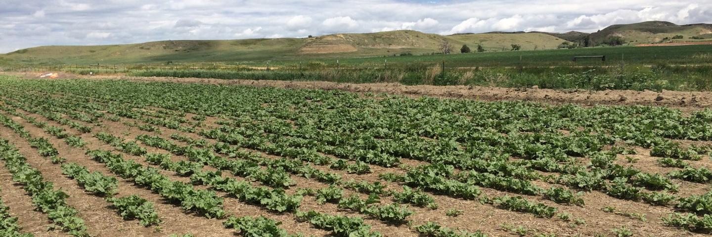 No-till sugar beets in Richland County, Montana