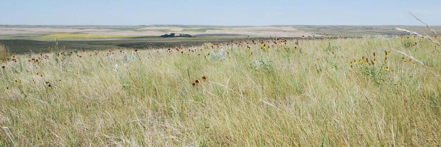 Wildflowers bloom in native range, cultivated cropland in the distance, Roosevelt County, Montana