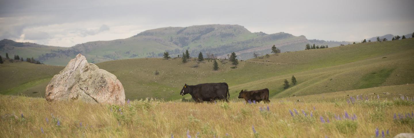 Cattle graze foothills rangeland, Stillwater County, Montana