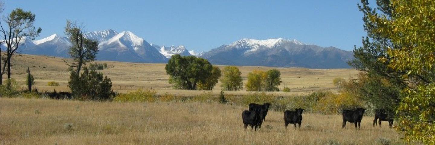 Cows graze rangeland with snow-capped mountains in the distance, Sweet Grass County, Montana