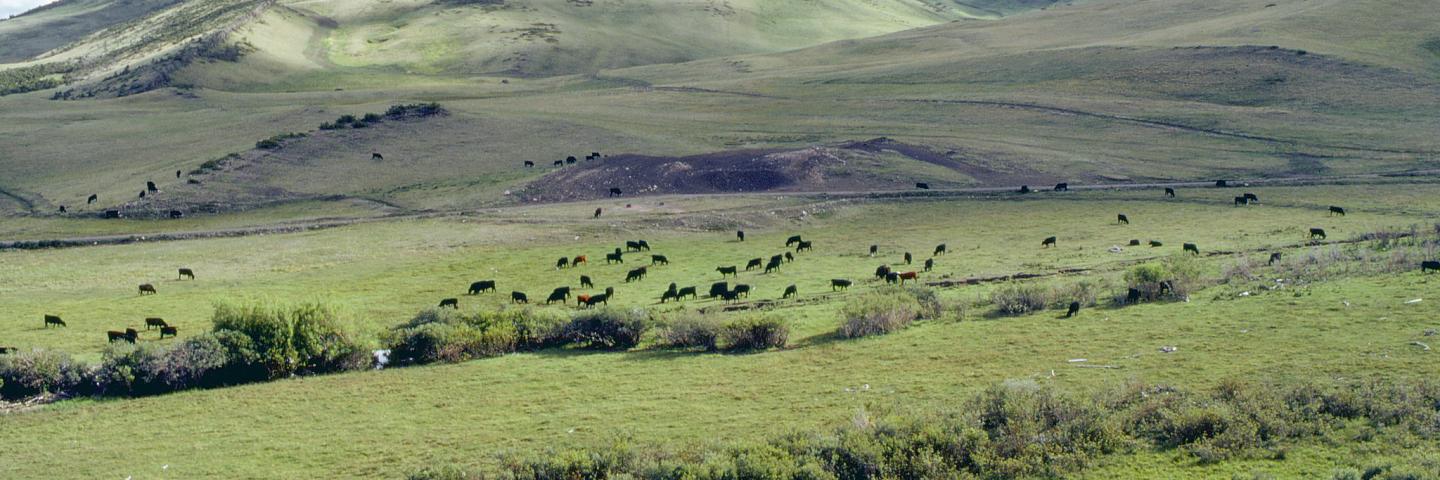Cattle graze rangeland with hills in the distance, Teton County, Montana