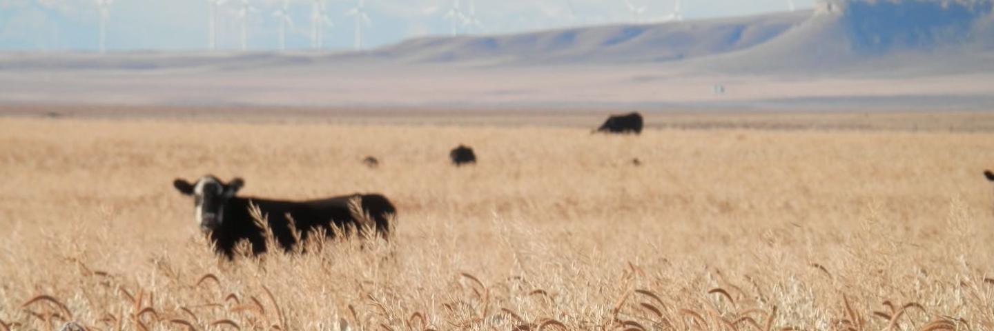 Cattle graze a cover crop with wheat in the foreground, Toole County, Montana