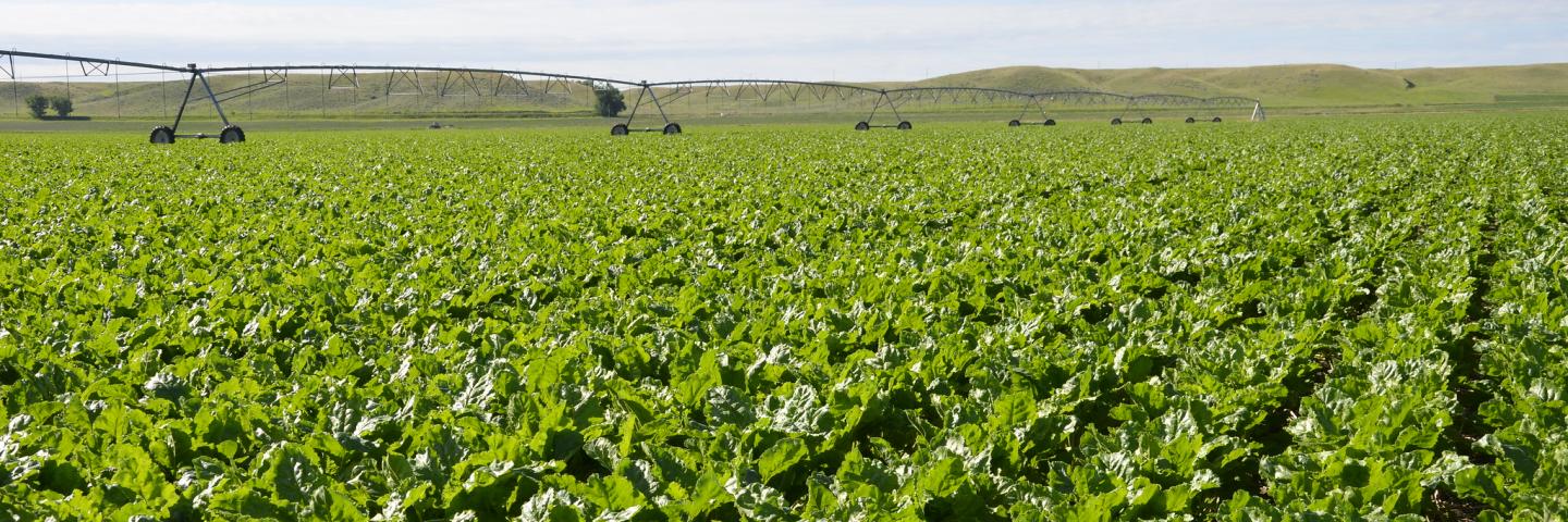 No-till sugar beets under sprinkler irrigation, Treasure County, Montana