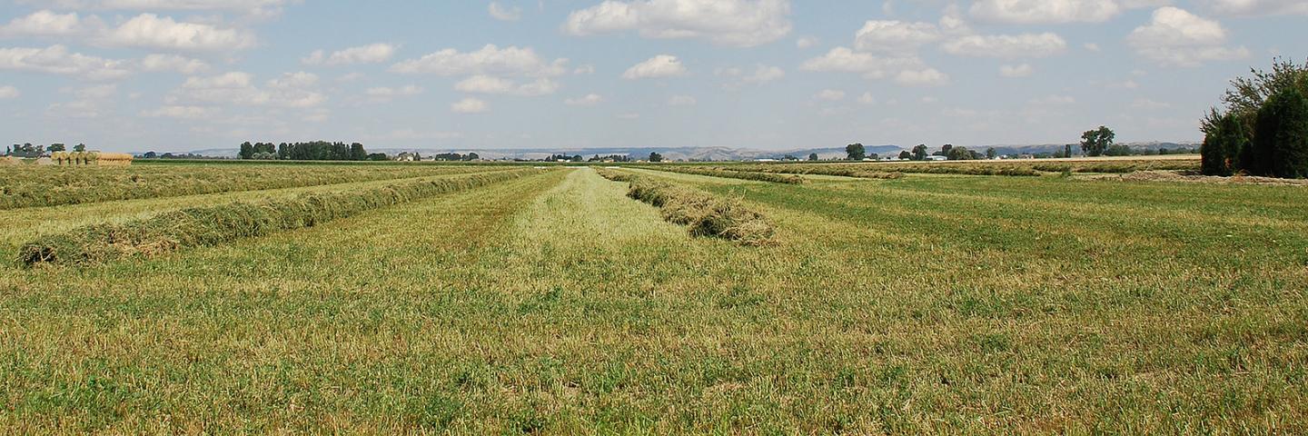 Hay crop in the Yellowstone Valley, Yellowstone County, Montana