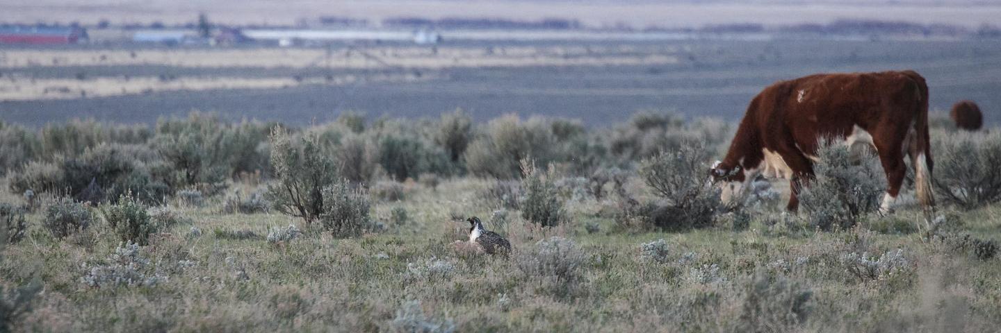 Sage grouse and cow both on grazing lands