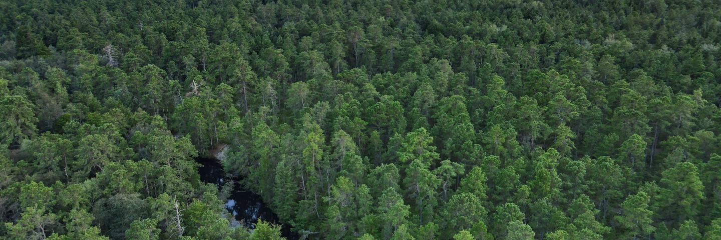A drone picture of the New Jersey Pine Barrens. 