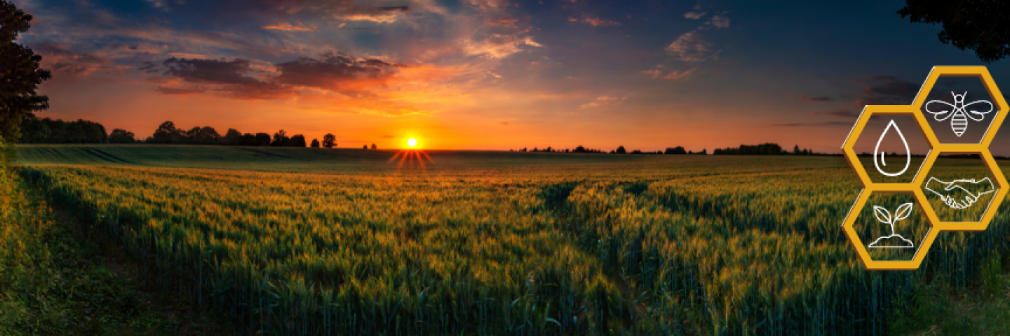 Field at sunset with honeycomb icon containing small graphics of a raindrop, handshake, bee, and a plant growing from soil