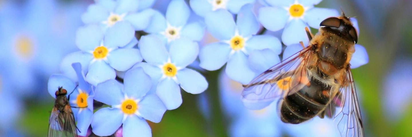 Bee, flowers