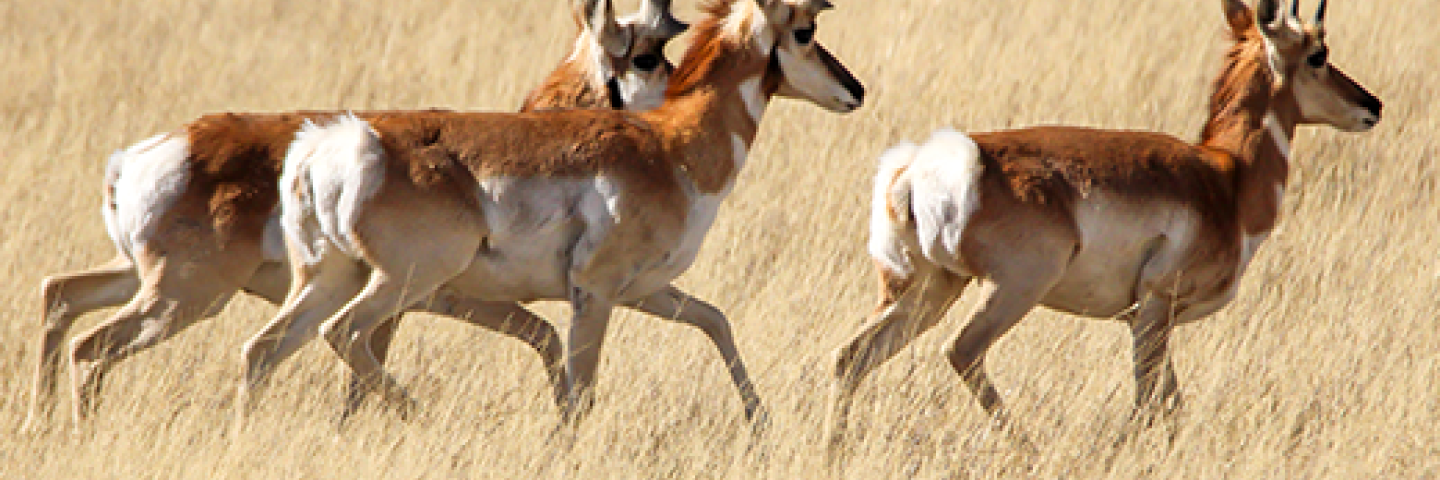 Pronghorn