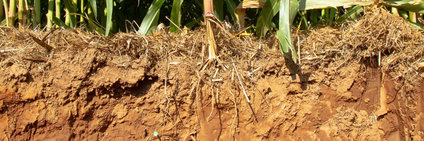 Soil pit with corn roots