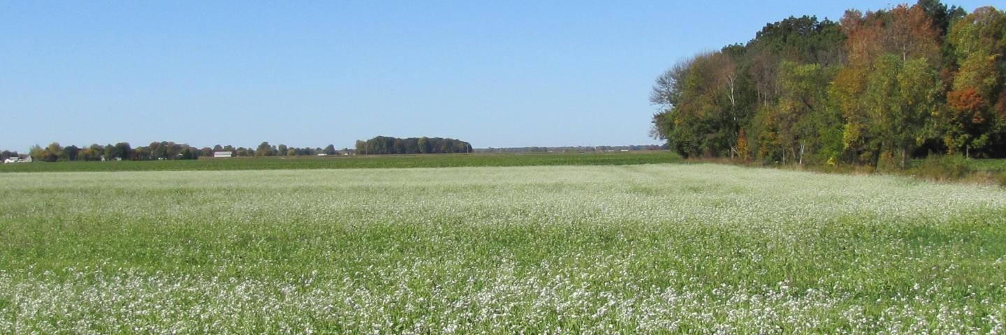 Cover crop on field in Bay County.