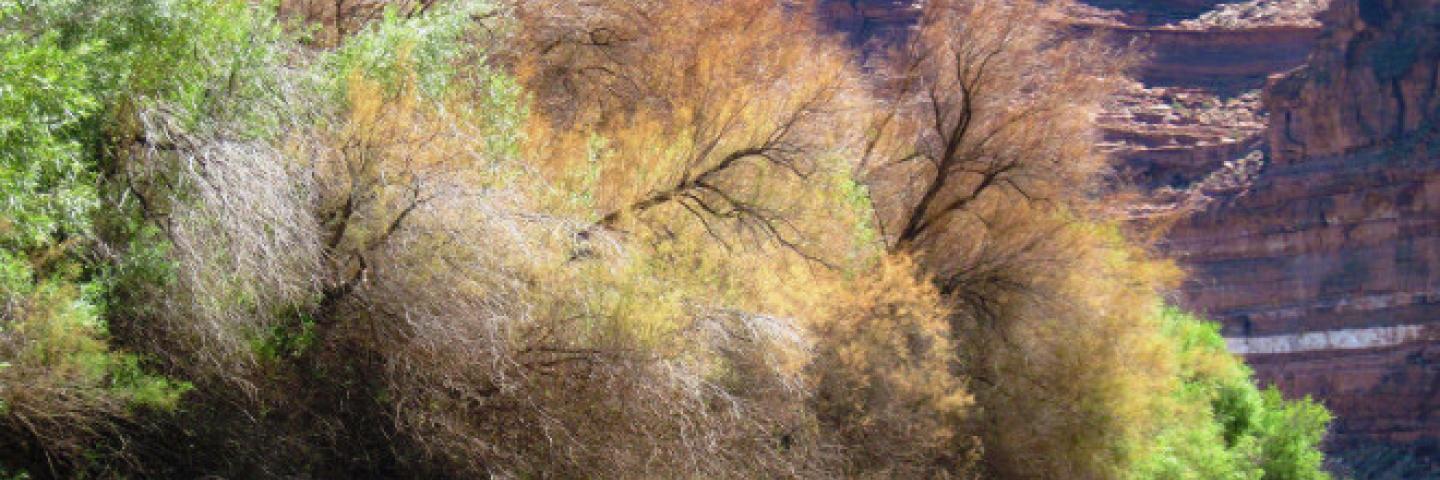 Tamarisk
