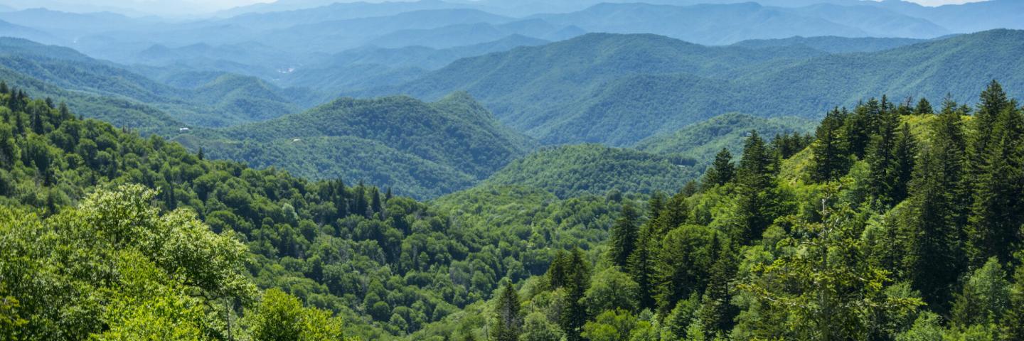 Tennessee forestry