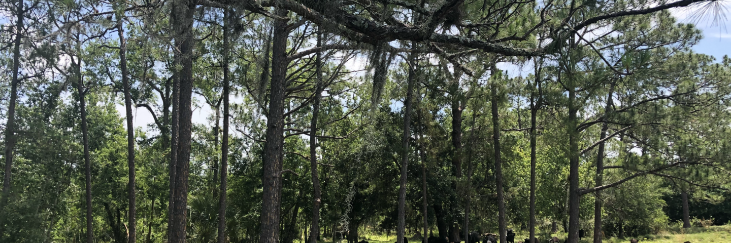 Cattle enjoying shade on Ravensworth Farms in South-Central Florida. The farm is protected by a conservation easement that ensures agricultural production will continue into perpetuity (Credit – The Nature Conservancy/Wendy Mathews)