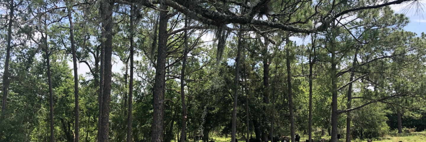 Cattle enjoying shade on Ravensworth Farms in South-Central Florida. The farm is protected by a conservation easement that ensures agricultural production will continue into perpetuity  (Credit – The Nature Conservancy/Wendy Mathews)