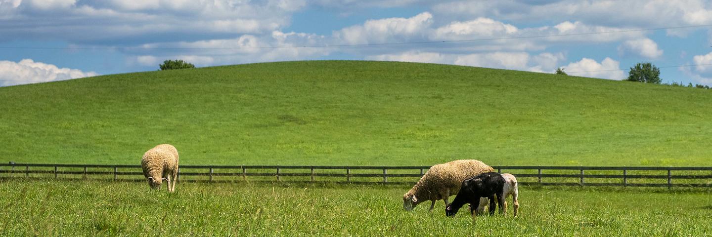 Sheep graze in a green pasture in the foreground, with a fence in the background and cloudy blue skies above.