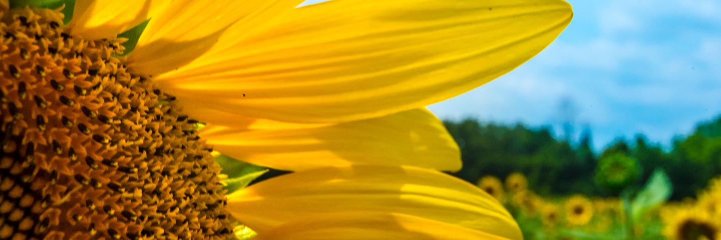 Close up image of a sunflower on the left, with a sunflower field, blue skies, and trees in the background.