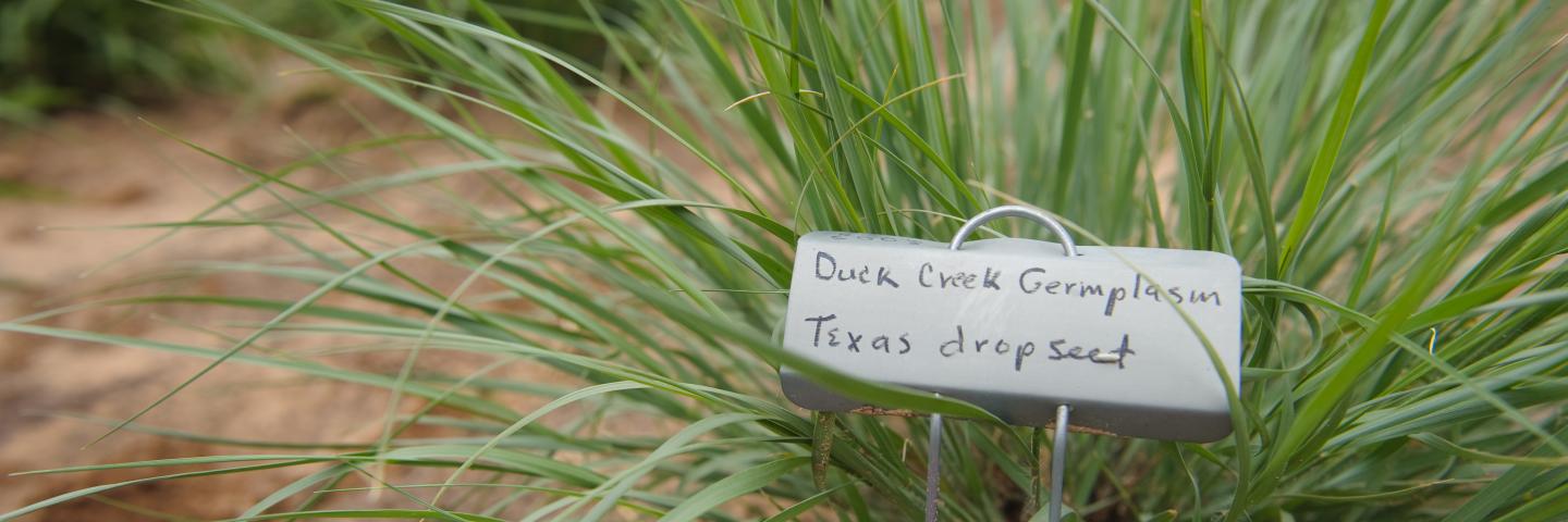 Duck creek germplasm texas dropseed