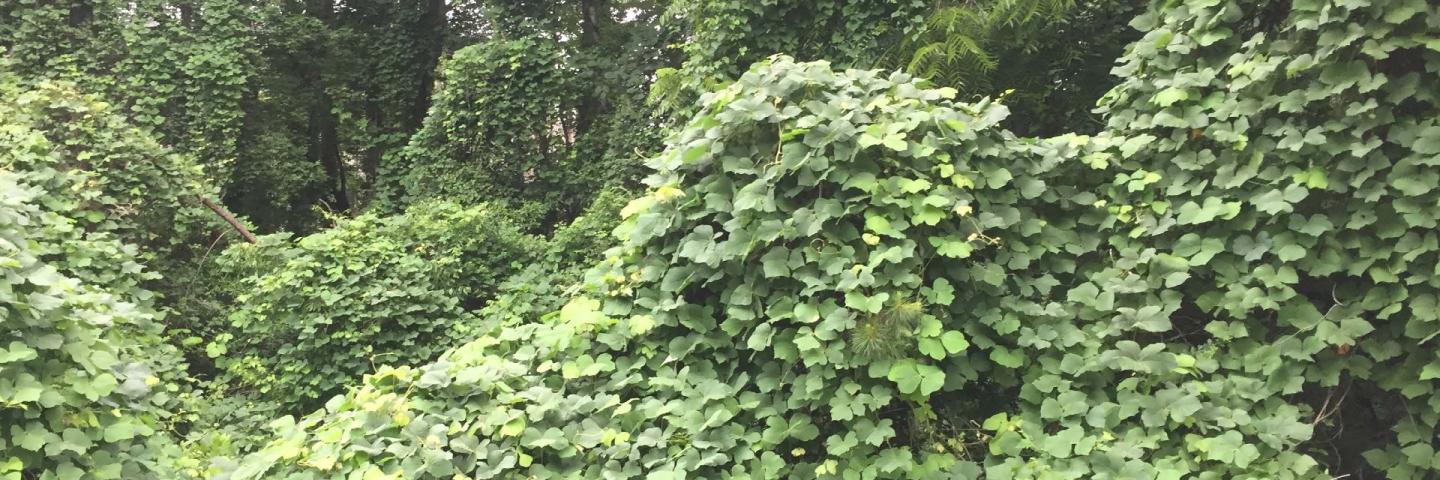 Invasive species