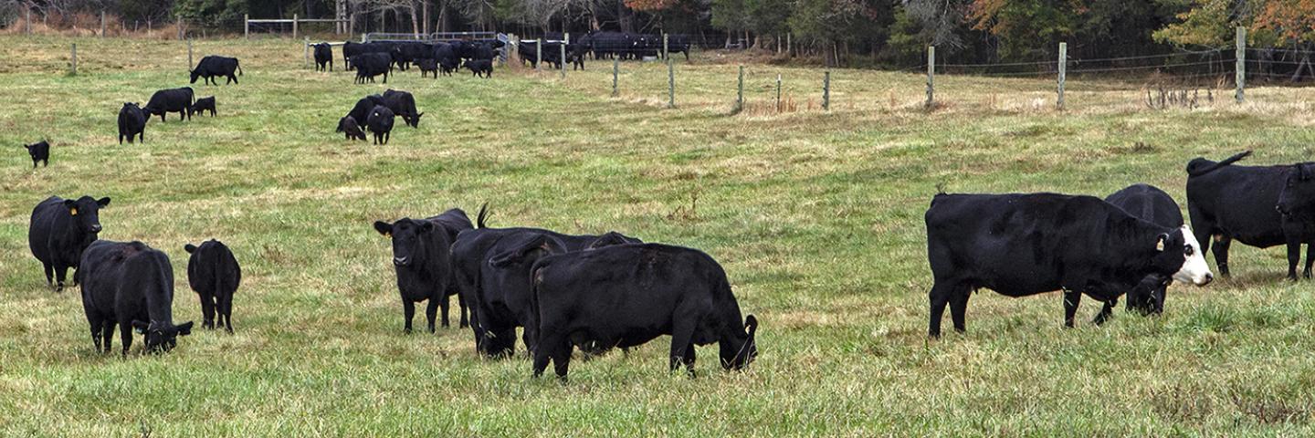 Cattle grazing in Appomattox, Va.