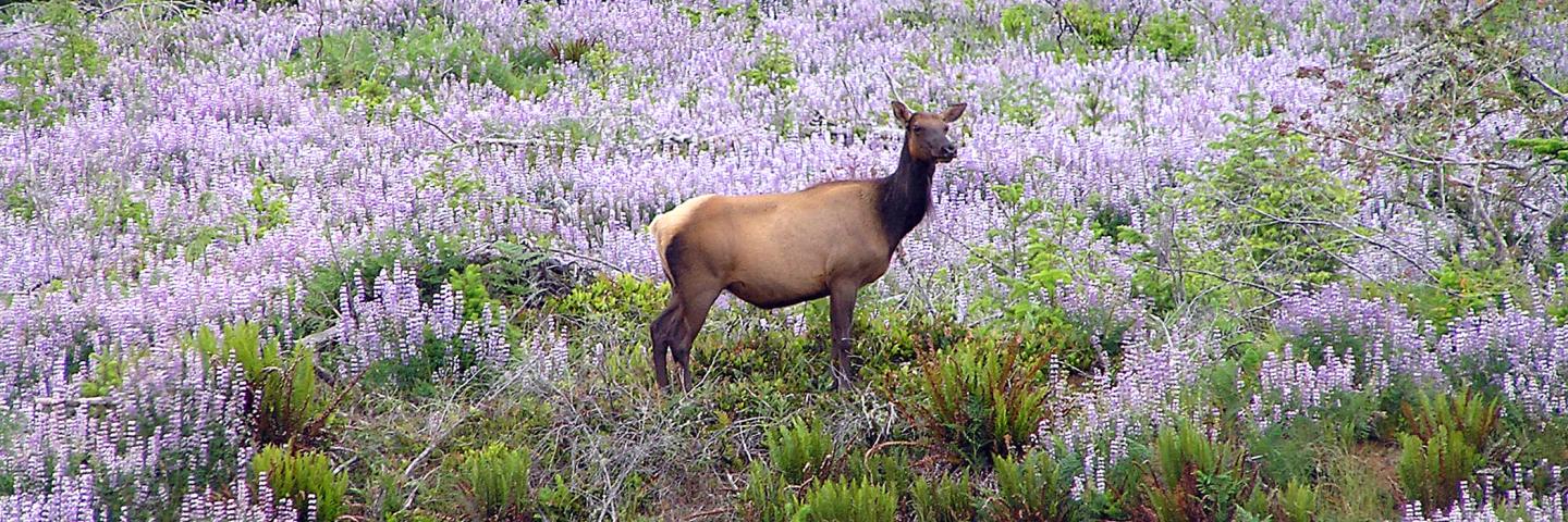 Pictured: Roosevelt Elk. Photo by Andrea Hanson, ODFW.
