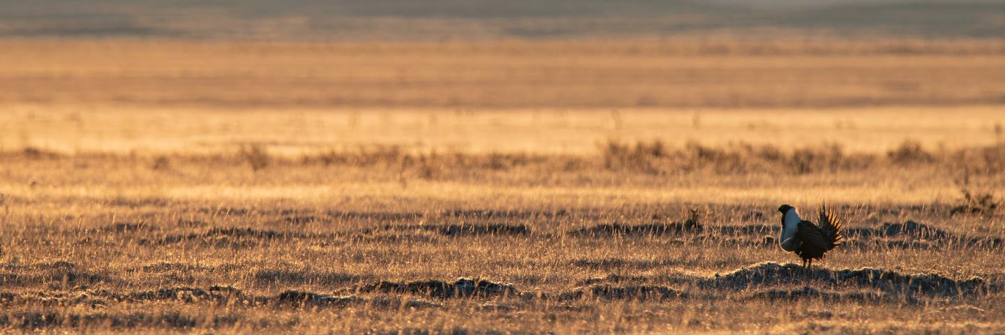 A sage grouse looks out over a sagebrush steppe
