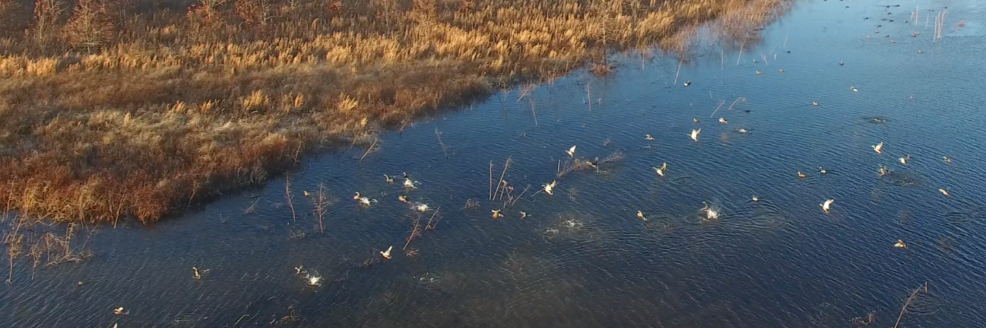 Aerial view of ducks at the Missouri wetland bank site (courtesy of Davis Minton, Minton Environmental Consultants)/