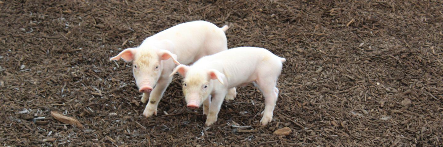 Photo of pigs on litter.