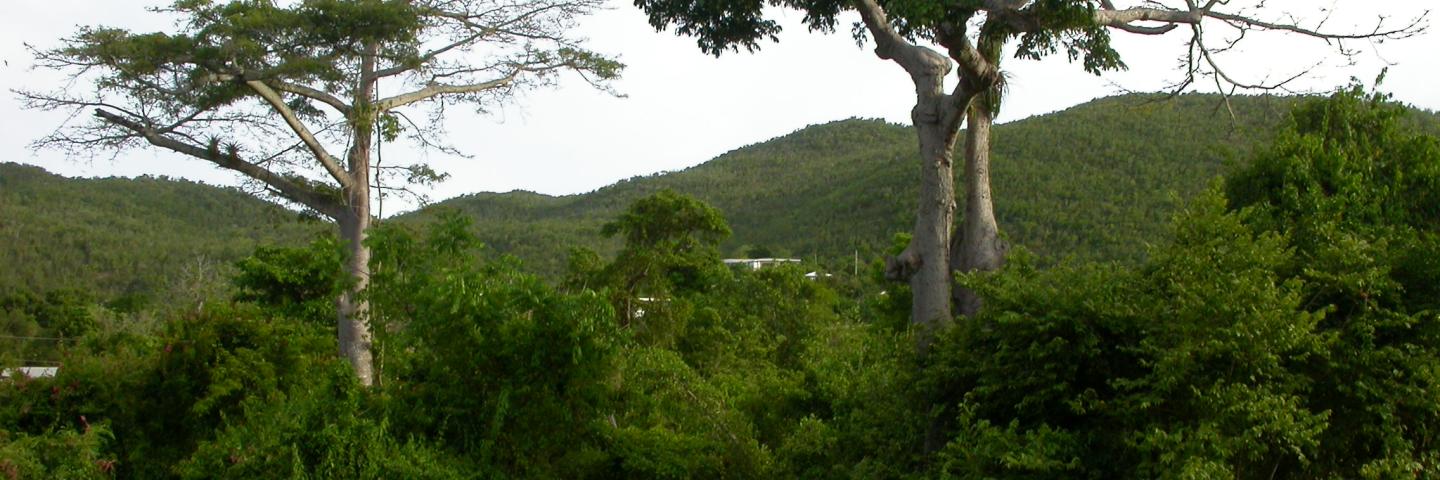 Silk Cotton trees along scenic drive in the Northwest rainforest of St. Croix, USVI.