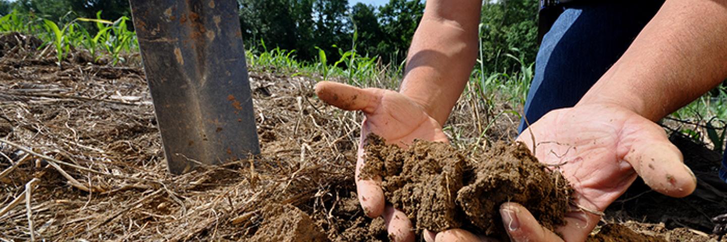 A man kneels in soil and picks up a pile with his hands to show the photographer. A shovel sits in the background. 