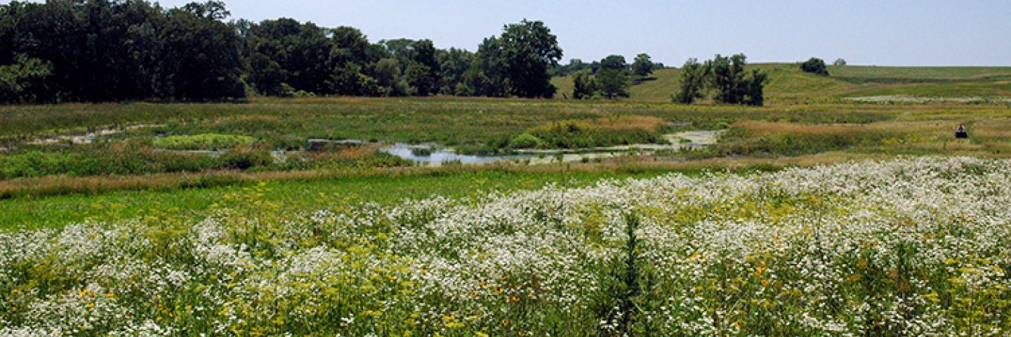 wetland photo.jpg