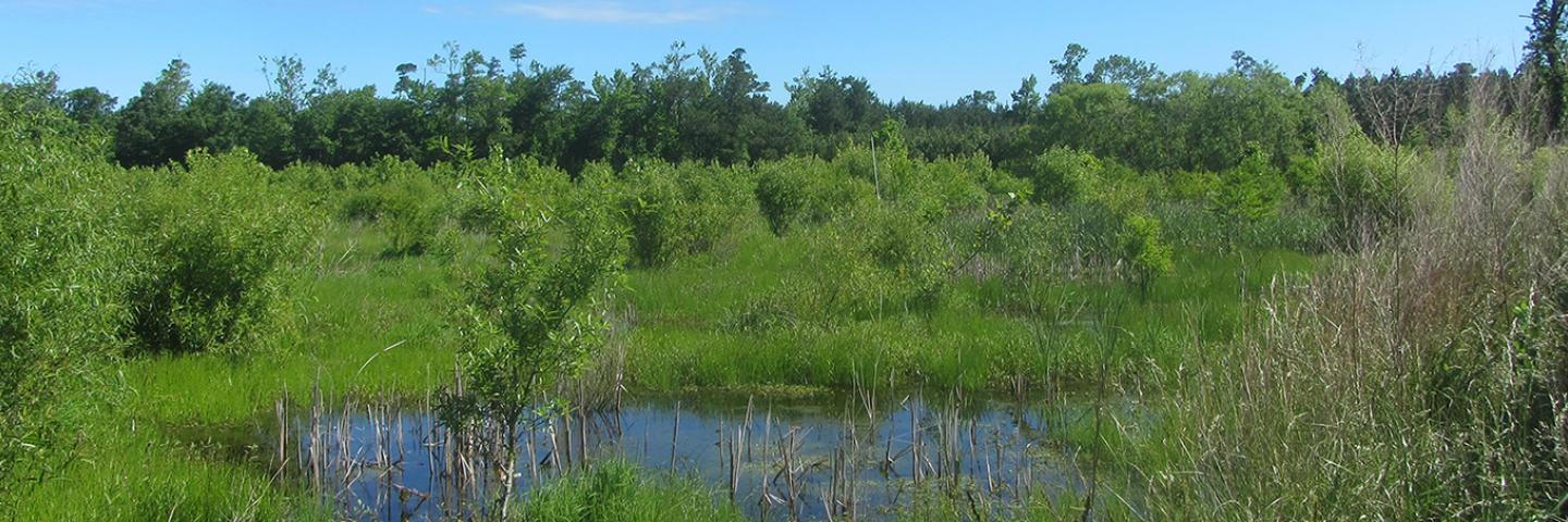 Virginia Wetland
