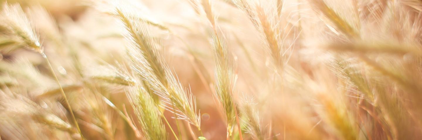 wheat, sunshine