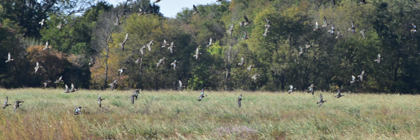 Noble County Wetland