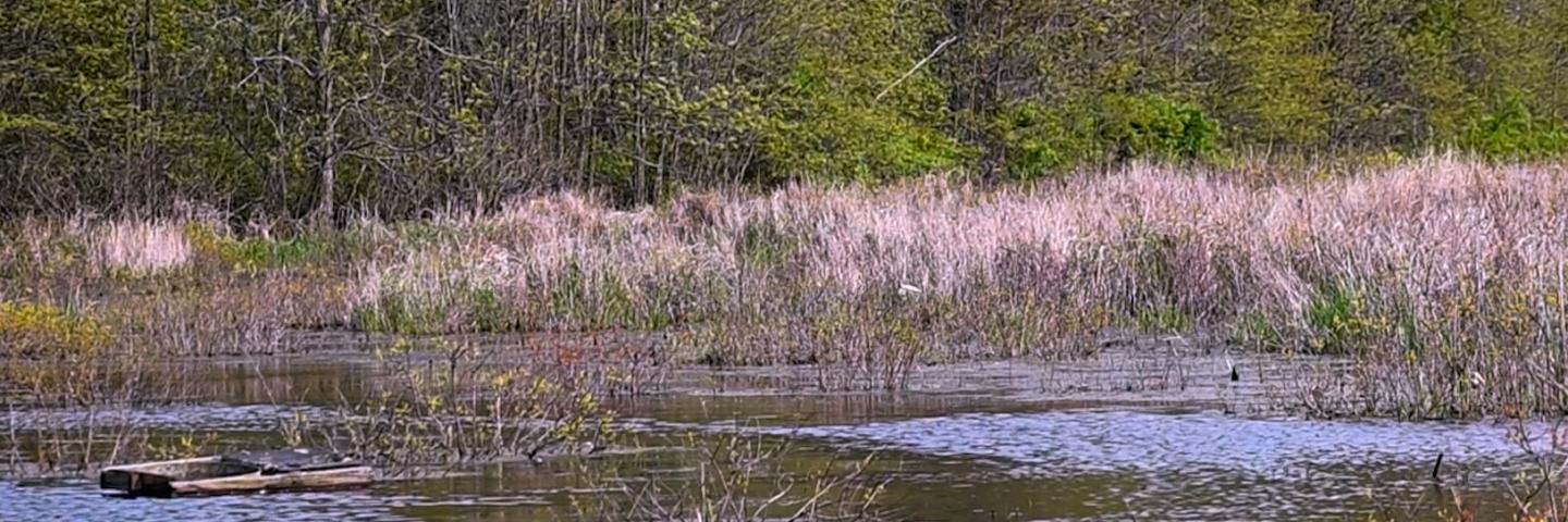 Wetland - Ohio