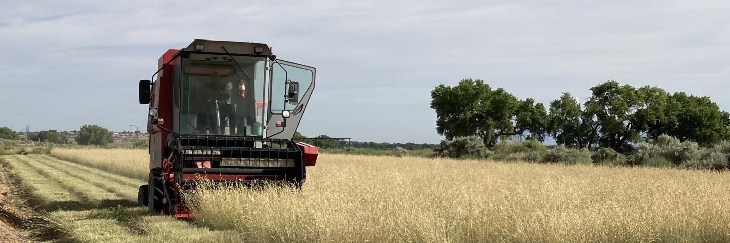 Harvesting 'Alma' blue grama seeds using a combine at Los Lunas Plant Materials Center, New Mexico.