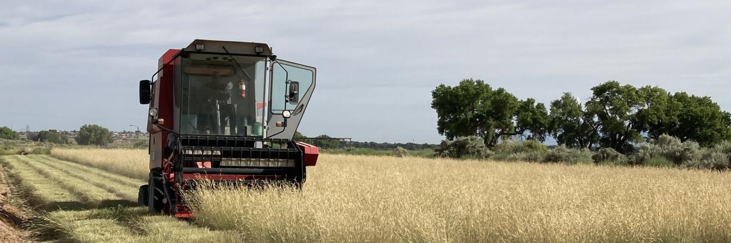 Harvesting 'Alma' blue grama seeds using a combine at Los Lunas Plant Materials Center, New Mexico. 