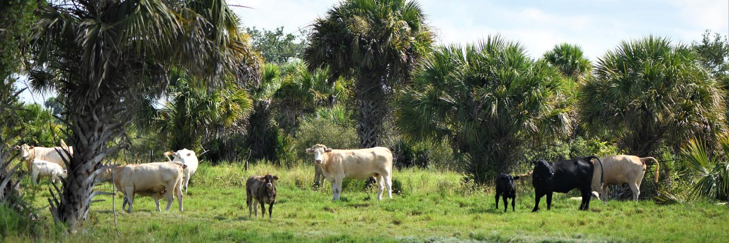 Cattle graze at Aaron Agriculture ranch in Okeechobee County Florida