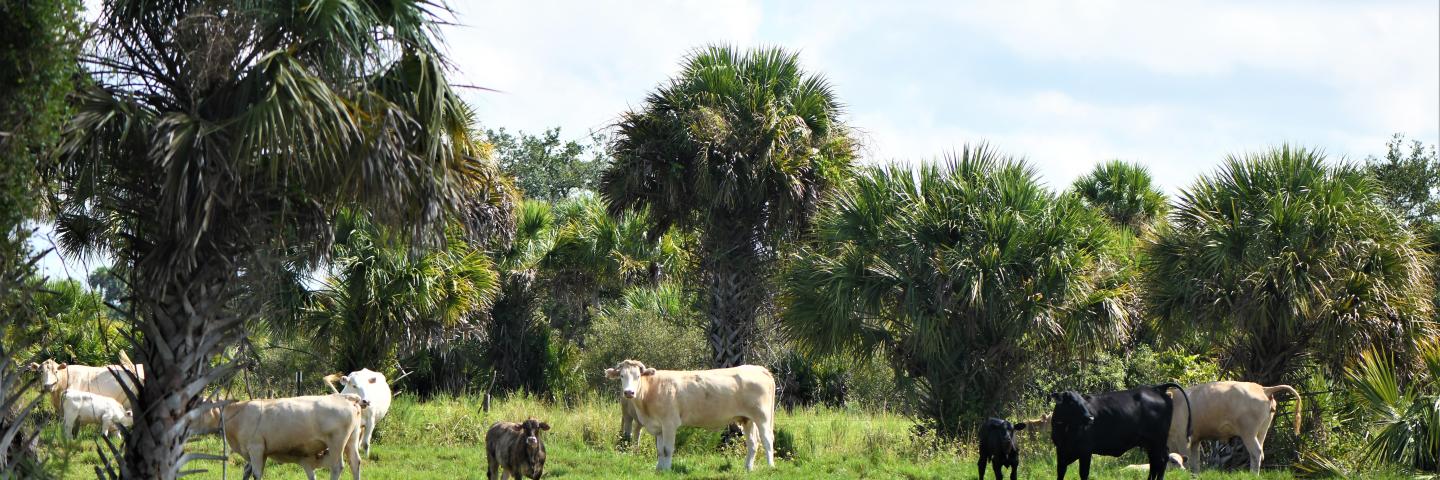 Cattle graze in a pasture, among palm trees.