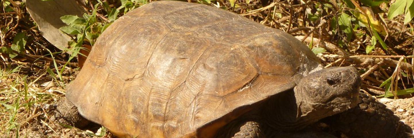 Photo of Gopher tortoise in grass