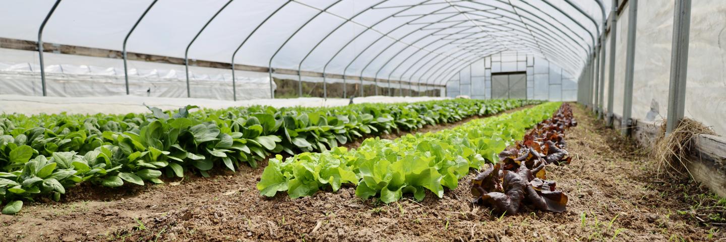 Rows of lettuce in farm greenhouse