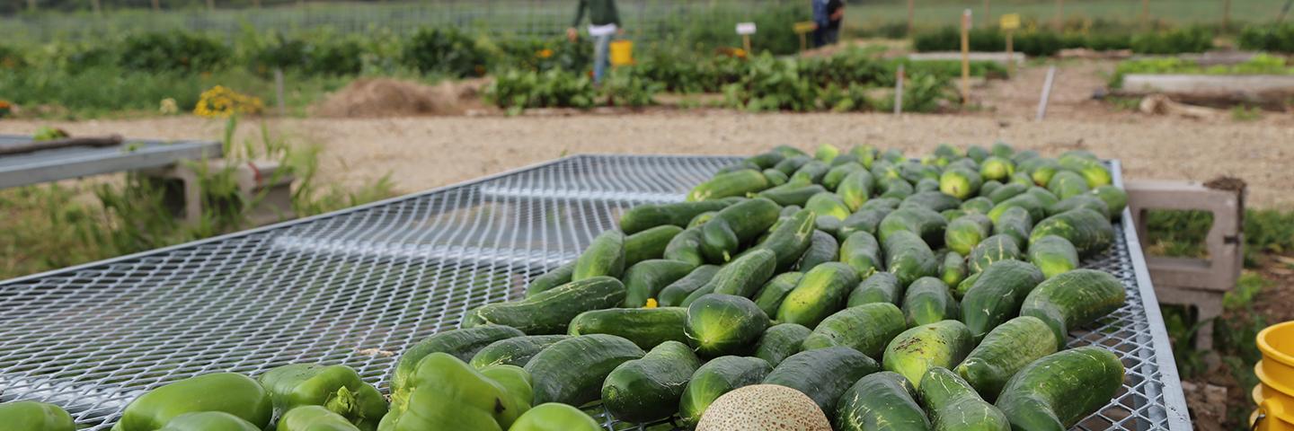 Keya Wakpala Community Garden, SD Rosebud Reservation