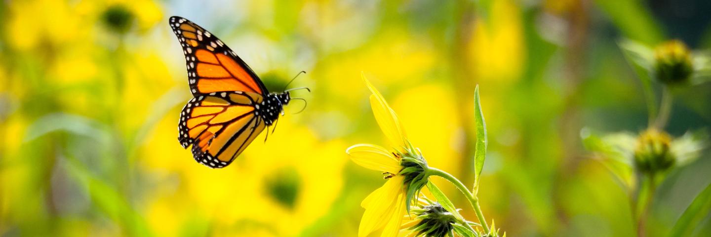 Monarch butterfly hovering over a yellow flower